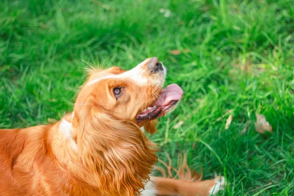 Cocker Espagnols Meilleur Ami Homme — Photo