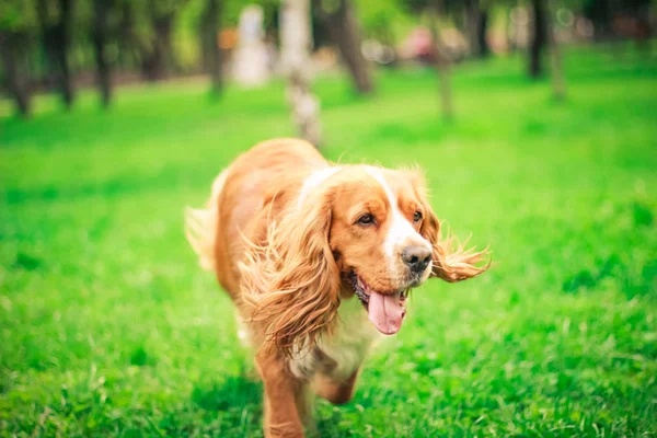 Cocker Spaniels Mejor Amigo Del Hombre — Foto de Stock