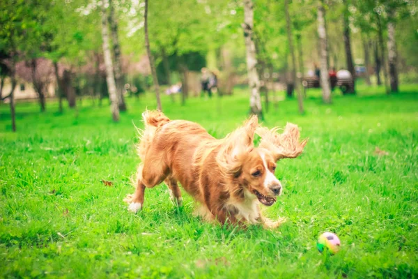 Cocker Spaniels Bester Freund — Stockfoto