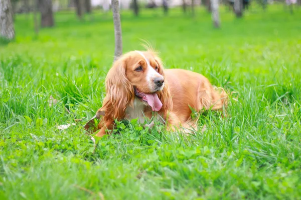 Spaniels Insanın Iyi Dostu Yavru — Stok fotoğraf