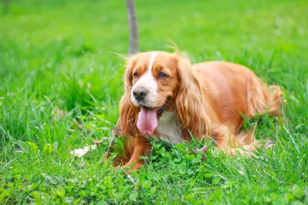 Spaniels Insanın Iyi Dostu Yavru — Stok fotoğraf