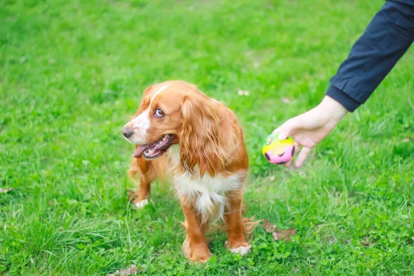 Spaniels Insanın Iyi Dostu Yavru — Stok fotoğraf