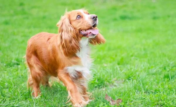 Spaniels Insanın Iyi Dostu Yavru — Stok fotoğraf