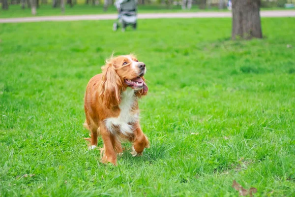 Cocker Spaniels Melhor Amigo Homem — Fotografia de Stock