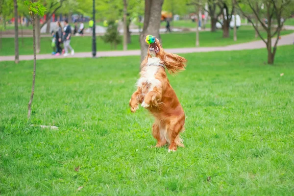 Spaniels insanın en iyi dostu yavru