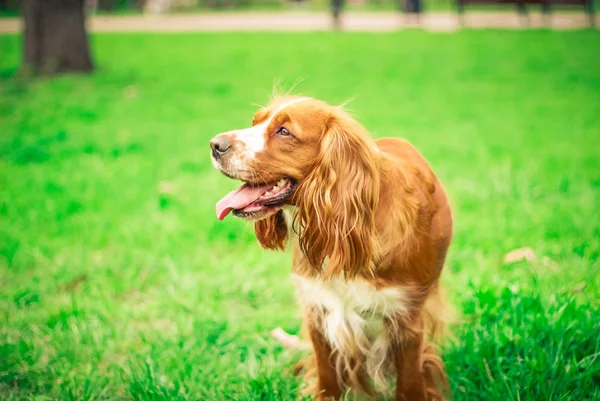 Spaniels Insanın Iyi Dostu Yavru — Stok fotoğraf