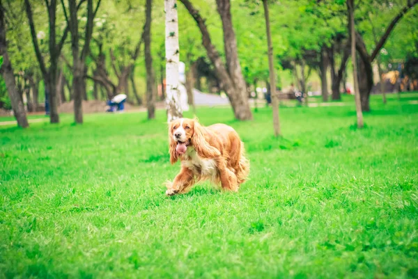 Cocker Spaniels Man Best Friend — Stock Photo, Image