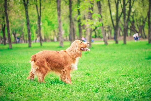 Cocker Spániel Ember Legjobb Barátja — Stock Fotó