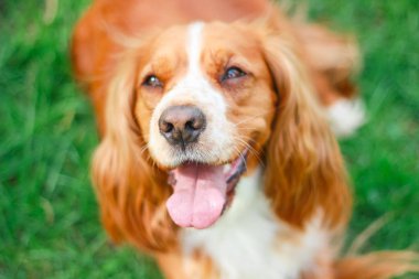 Spaniels insanın en iyi dostu yavru