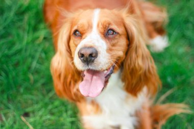 Spaniels insanın en iyi dostu yavru