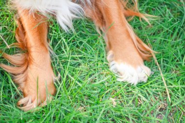 Spaniels insanın en iyi dostu yavru