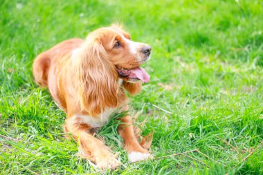 Spaniels insanın en iyi dostu yavru