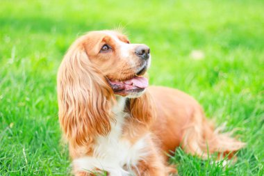 Spaniels insanın en iyi dostu yavru