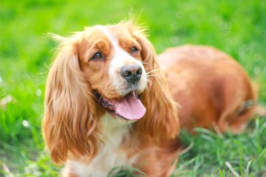 Spaniels insanın en iyi dostu yavru