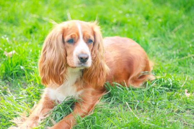 Spaniels insanın en iyi dostu yavru