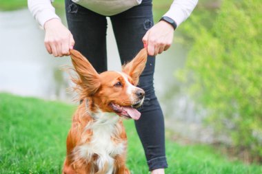 Spaniels insanın en iyi dostu yavru
