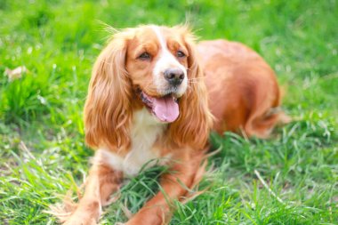 Spaniels insanın en iyi dostu yavru