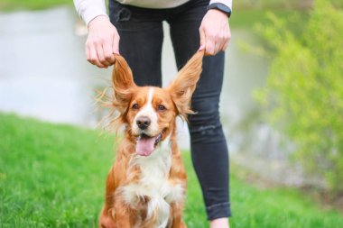 Spaniels insanın en iyi dostu yavru