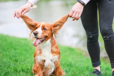Spaniels insanın en iyi dostu yavru