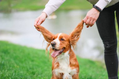 Spaniels insanın en iyi dostu yavru