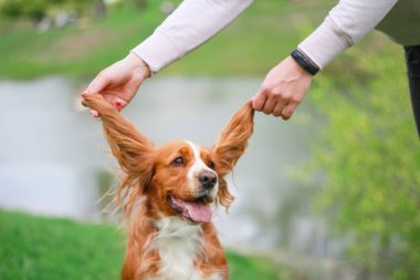 Spaniels insanın en iyi dostu yavru