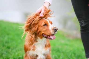 Spaniels insanın en iyi dostu yavru
