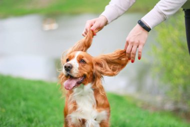 Spaniels insanın en iyi dostu yavru