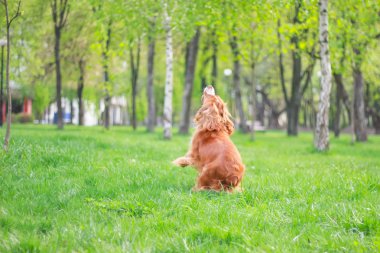parkta bir yürüyüşe yavru horoz İspanyol