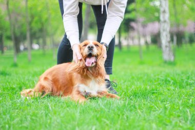 parkta bir yürüyüşe yavru horoz İspanyol