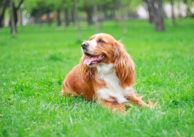 parkta bir yürüyüşe yavru horoz İspanyol