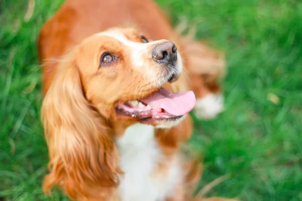 Spaniels Insanın Iyi Dostu Yavru — Stok fotoğraf