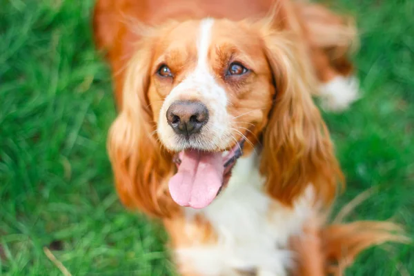 Cocker Spaniels Mejor Amigo Del Hombre — Foto de Stock