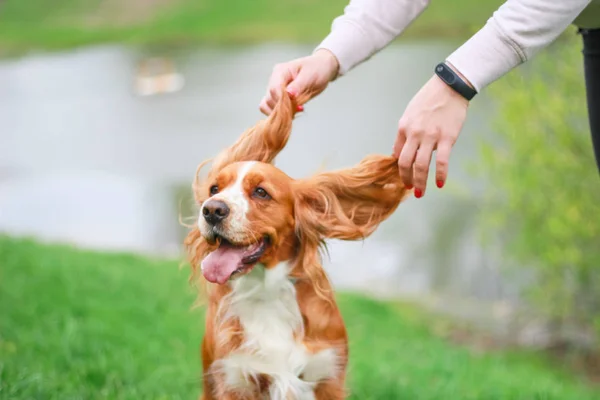 Spaniels Insanın Iyi Dostu Yavru — Stok fotoğraf