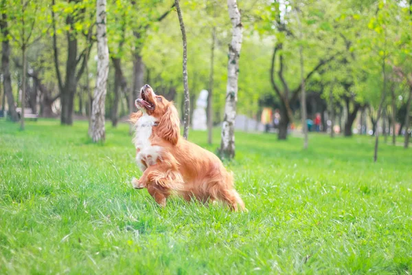 Cocker Spaniel Pour Une Promenade Dans Parc — Photo