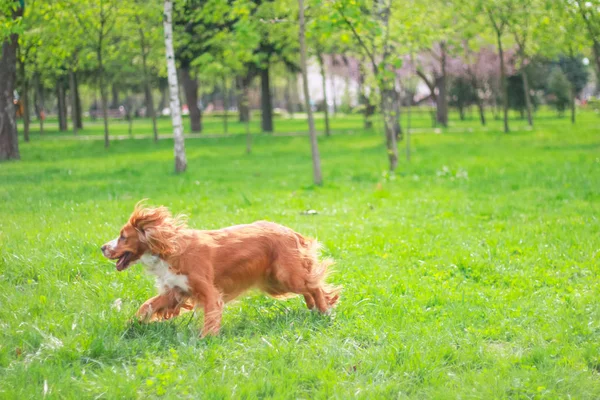 可卡犬在公园里散步 — 图库照片