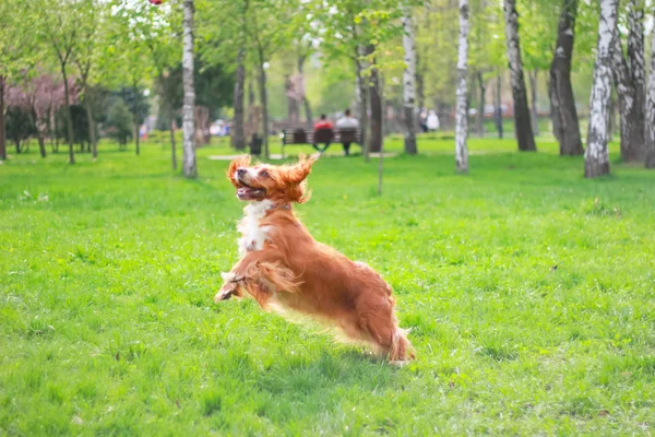 Cocker Spaniel Pour Une Promenade Dans Parc — Photo