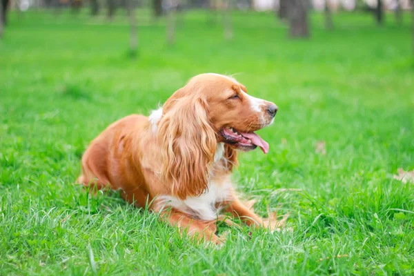 Cocker Spaniel Pour Une Promenade Dans Parc — Photo