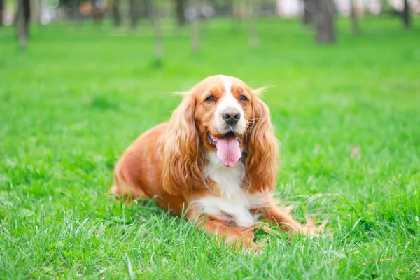 Cocker Spaniel Pour Une Promenade Dans Parc — Photo