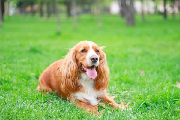 Cocker Spaniel Pour Une Promenade Dans Parc — Photo