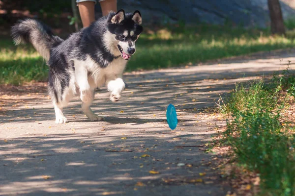 Alaskan malamute köpek