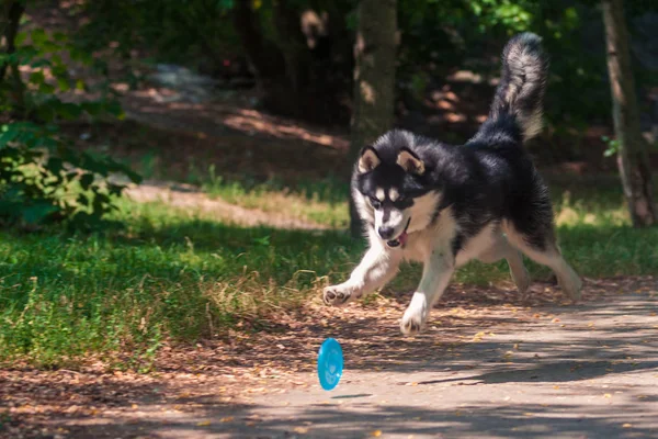 Alaskan malamute honden — Stockfoto