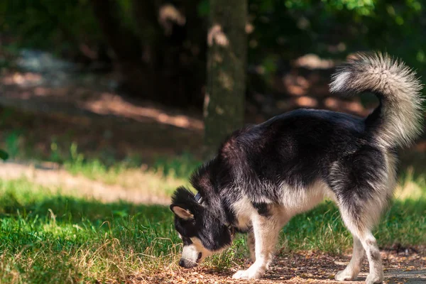 Alaskan malamute honden — Stockfoto