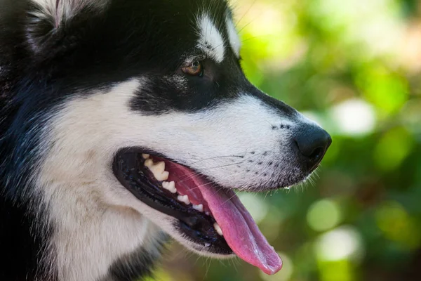 Alaskan malamute honden — Stockfoto