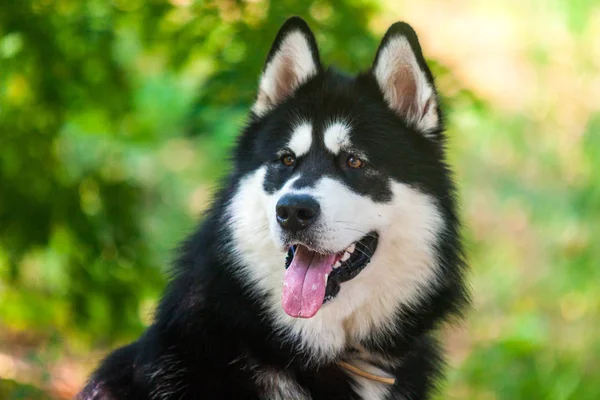 Alaskan malamute honden — Stockfoto