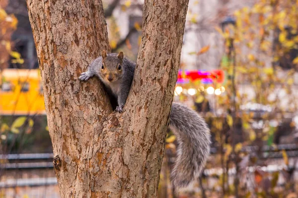 Manhattan, New York City Central Park'ta meraklı sincap