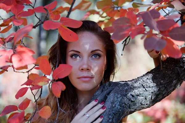 stock image girl in the red leaves in autumn