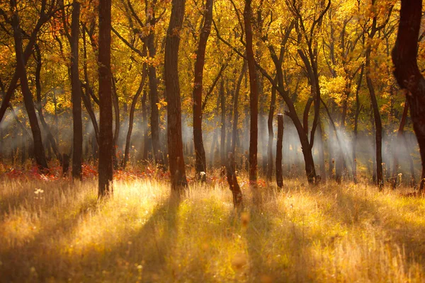 秋天的树林，在太阳上 — 图库照片