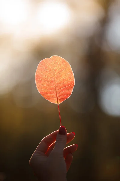 Leaves in hand — Stock Photo, Image