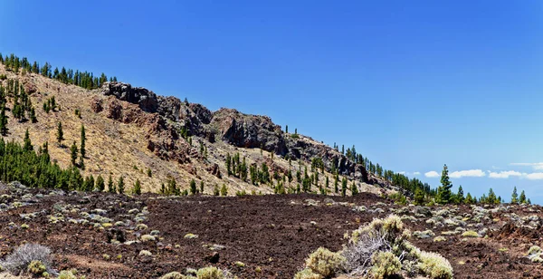 Teide vulcão crateur árvore — Fotografia de Stock