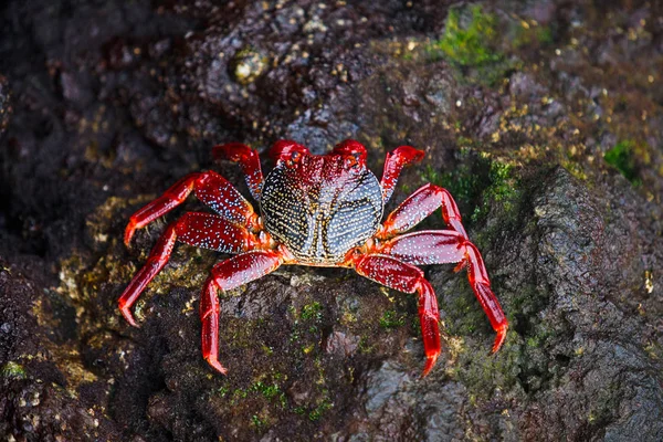 Caranguejo oceânico vermelho na rocha — Fotografia de Stock